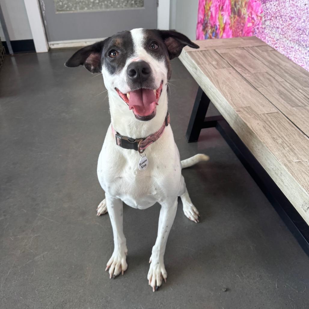 Princess Elsa, Adoptable, Adult Female Catahoula Leopard Dog & Mixed Breed.