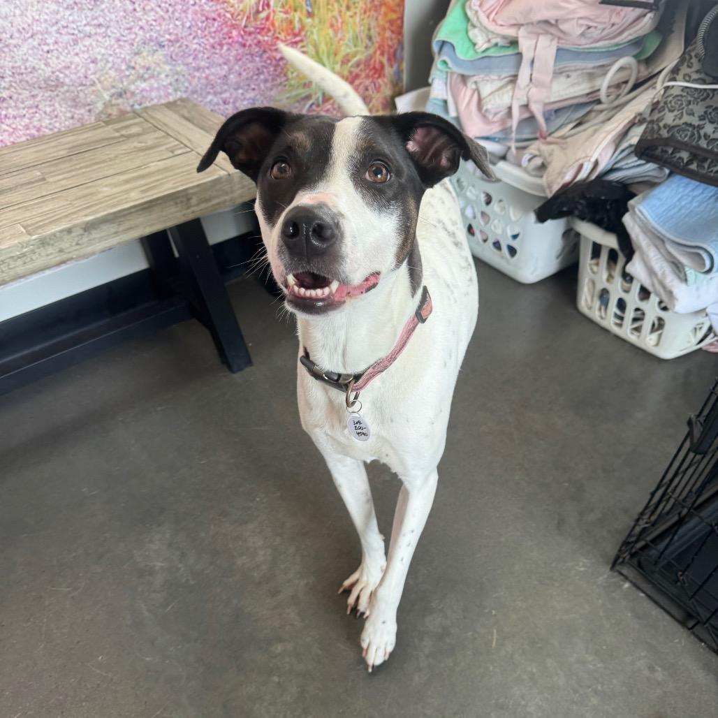 Enlarge Princess Elsa, a Adoptable mixed breed in Normal, IL image 2/6