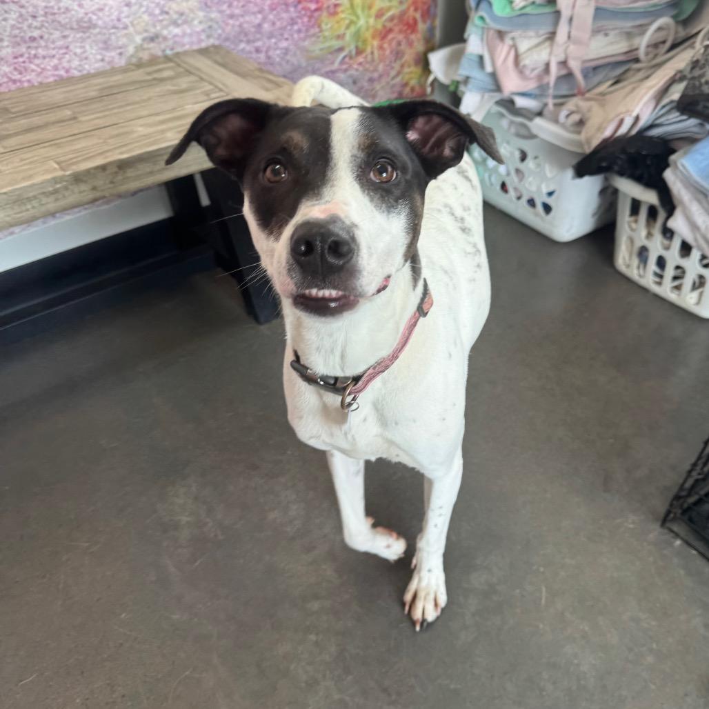 Enlarge Princess Elsa, a Adoptable mixed breed in Normal, IL image 3/6