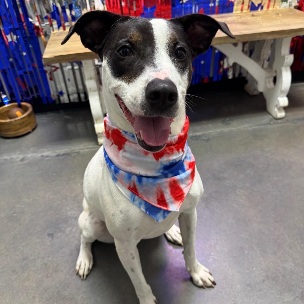 Enlarge Princess Elsa, a Adoptable mixed breed in Normal, IL image 4/6