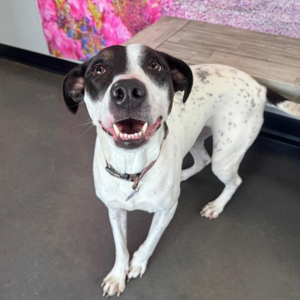 Enlarge Princess Elsa, a Adoptable mixed breed in Normal, IL image 5/6