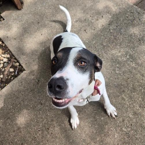 Enlarge Princess Elsa, a Adoptable mixed breed in Normal, IL image 6/6