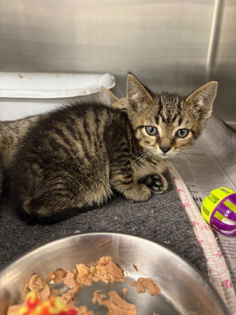 (V) Caroline Forbes, Adoptable, Kitten Female Domestic Short Hair.