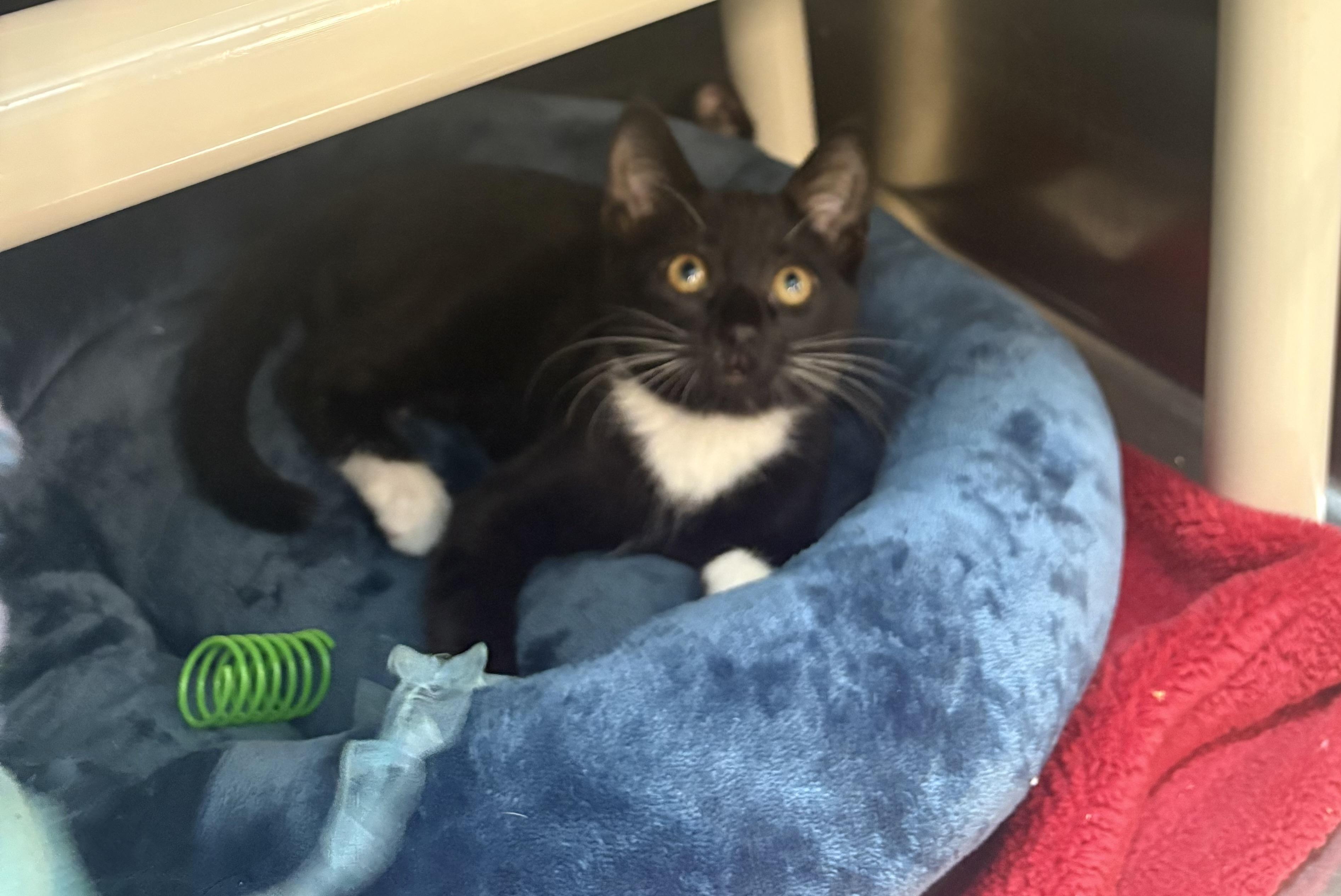 Shadow, Adoptable, Kitten Male Tuxedo.
