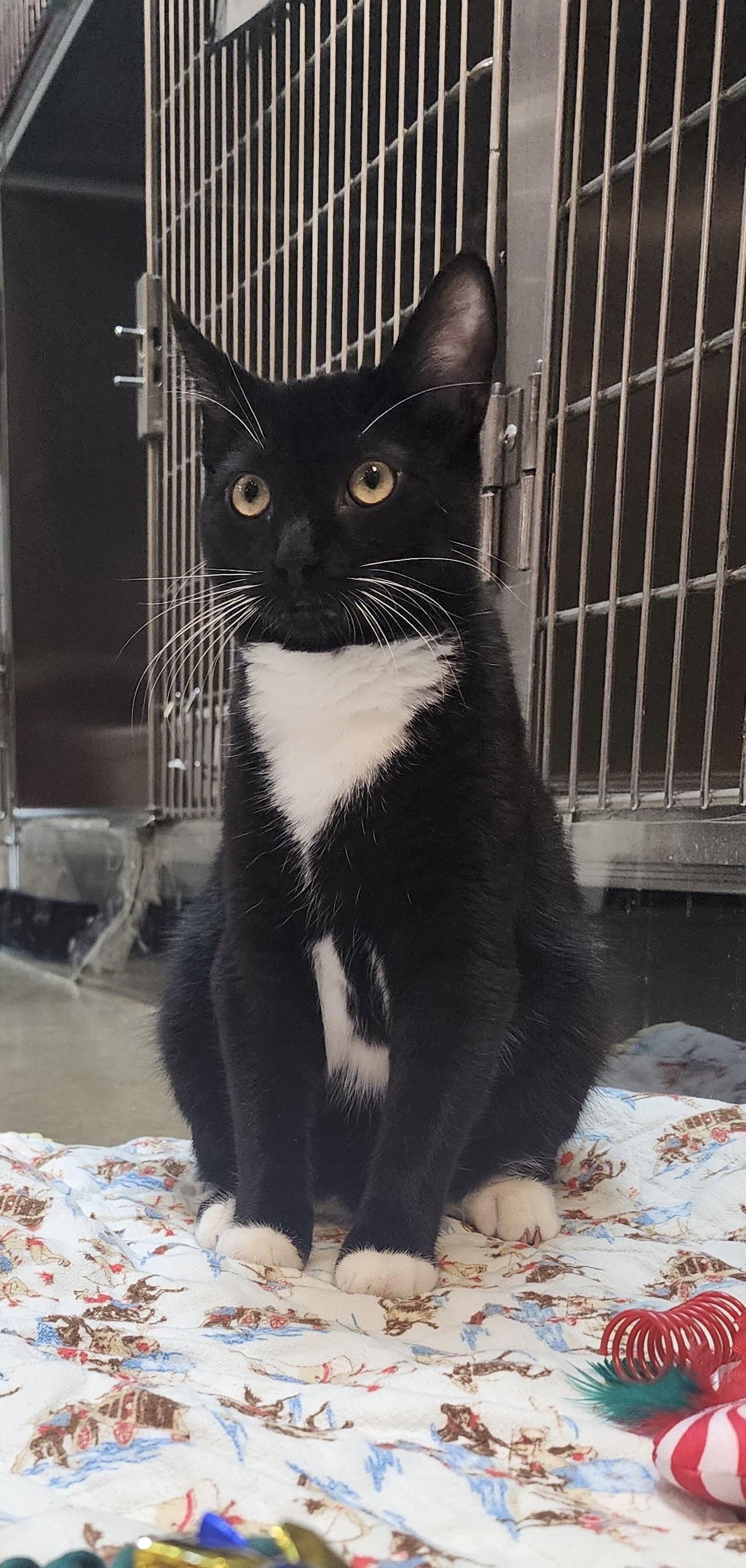 Enlarge Shadow, a Adoptable mixed breed in Woodinville, WA image 2/5