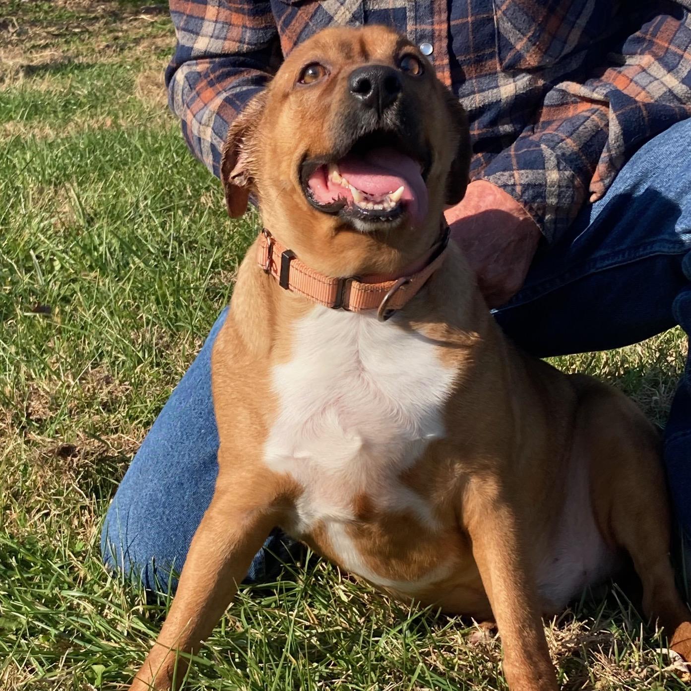 KALE, ADOPTABLE, Young Male Mixed Breed.