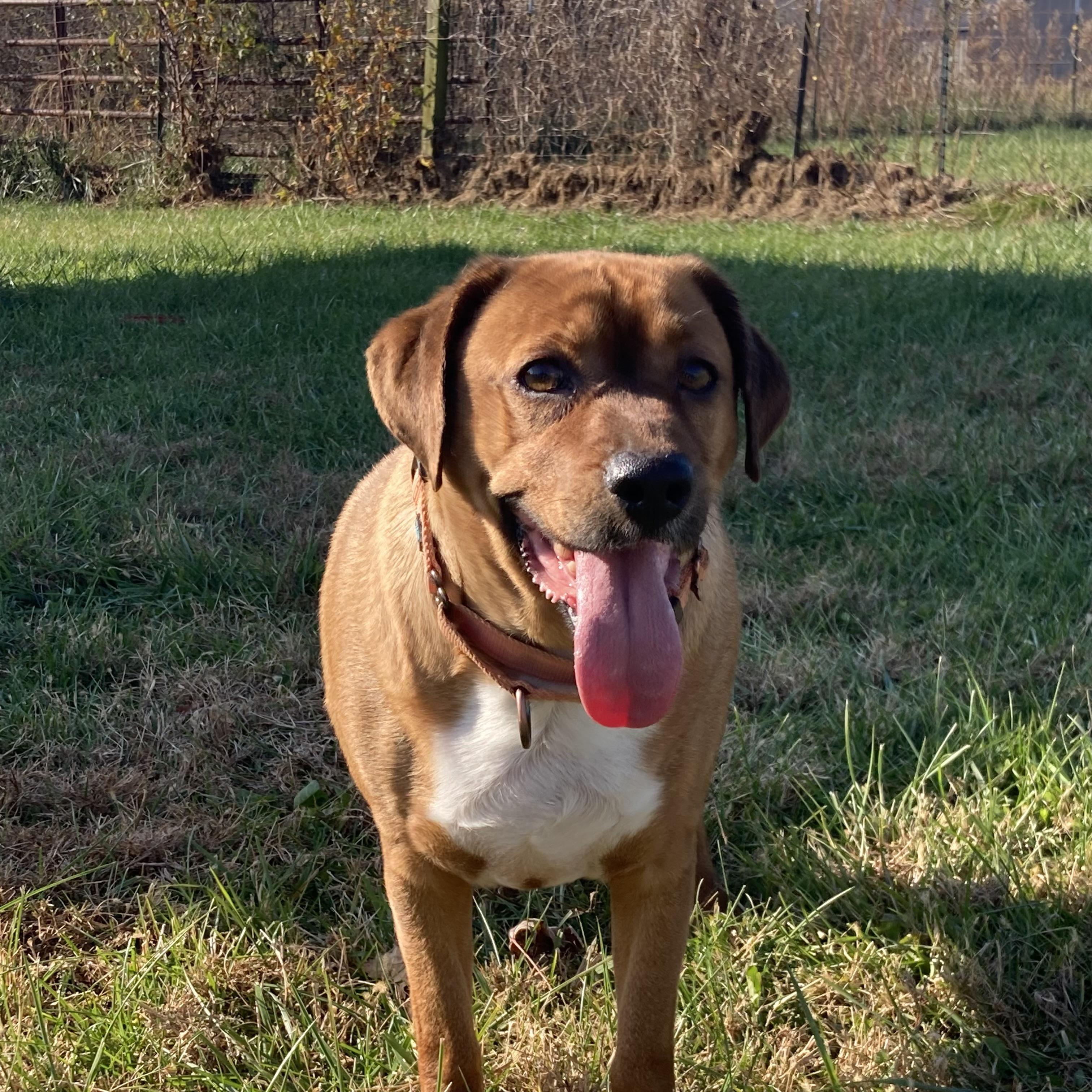 KALE, a ADOPTABLE mixed breed in Vallonia, IN image 2/2