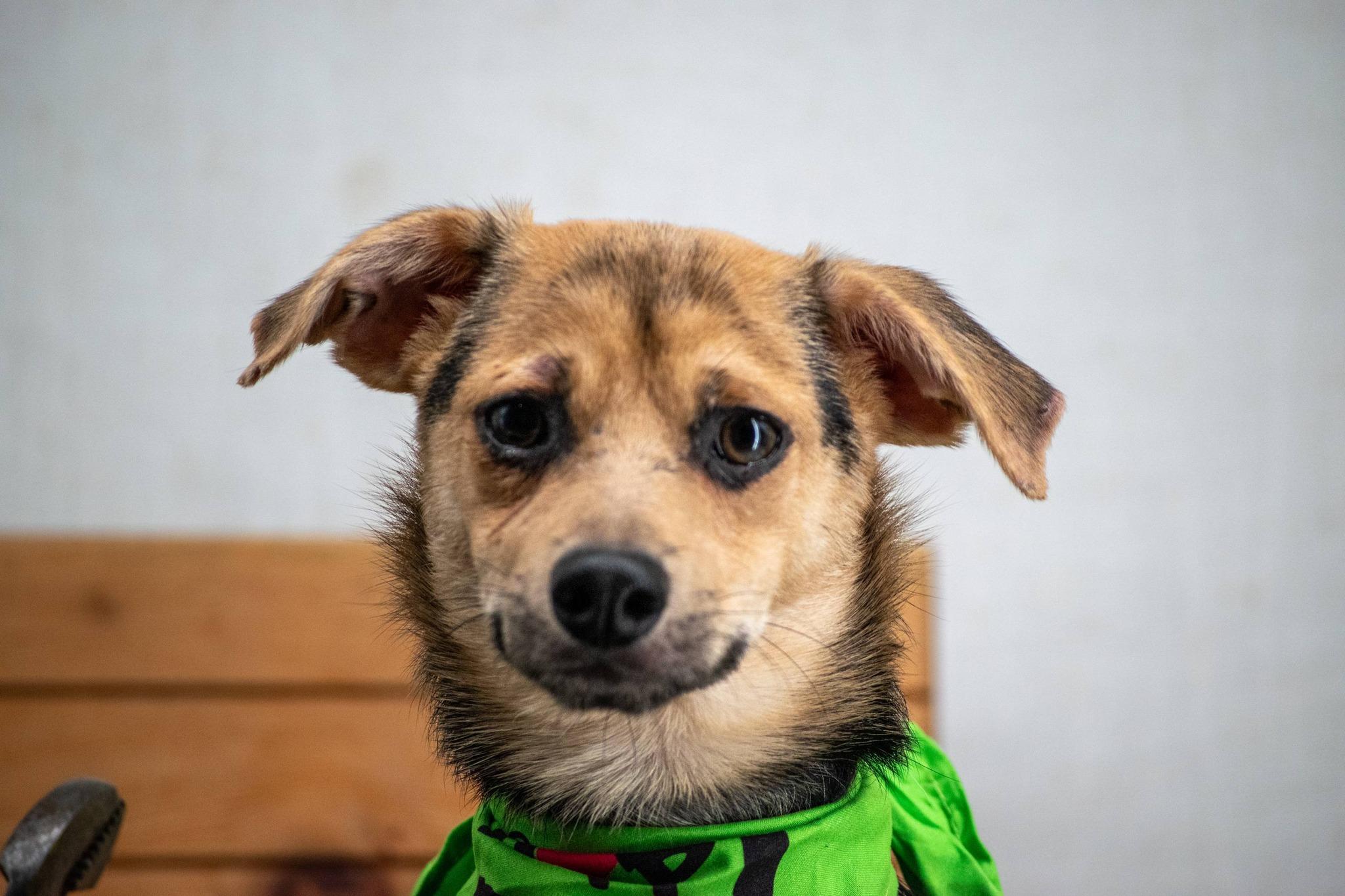 Enlarge Hammer, an adopted mixed breed in Sevierville, TN image 2/4