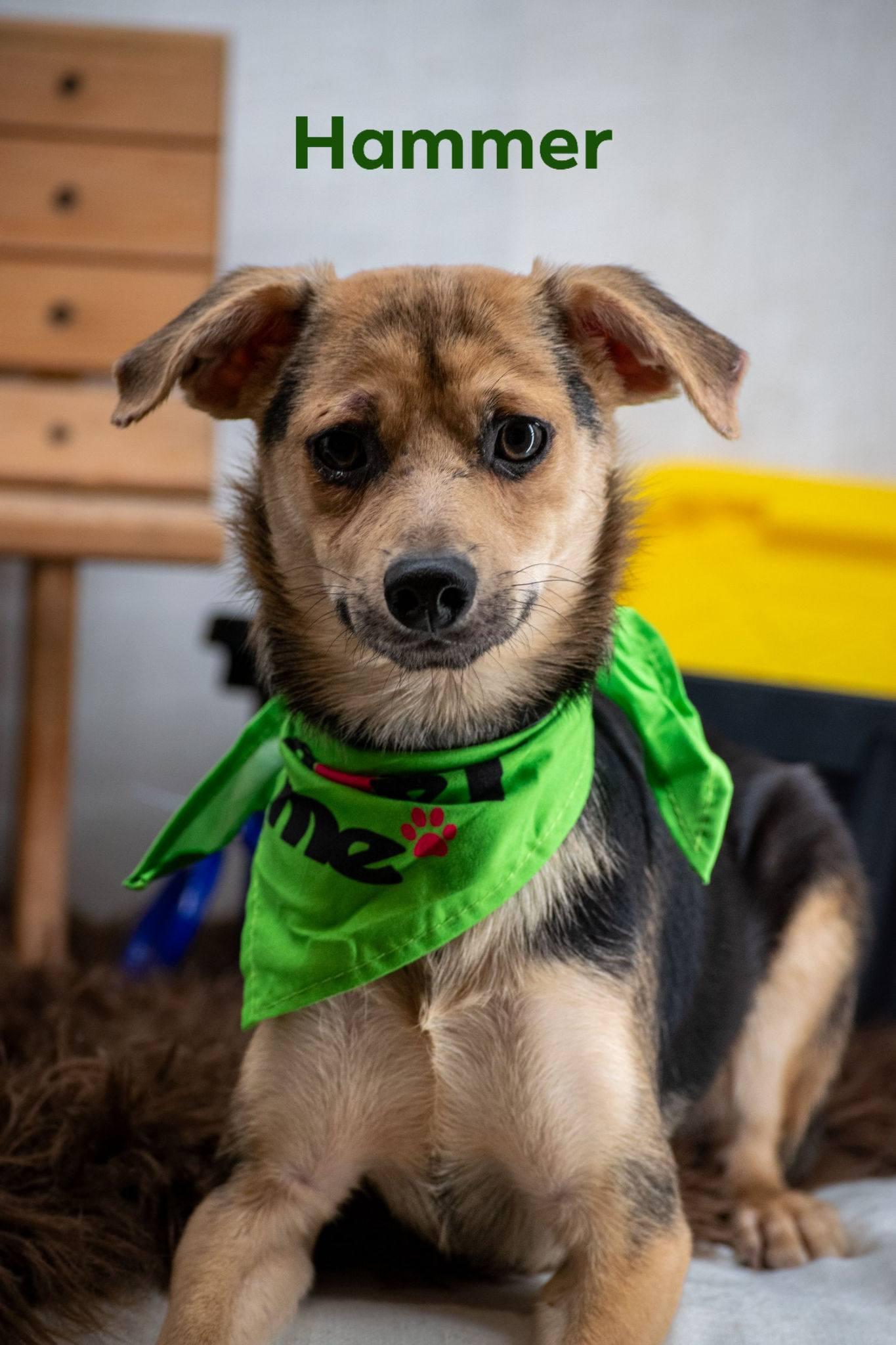 Hammer, adopted, Adult Male Miniature Pinscher & Terrier.