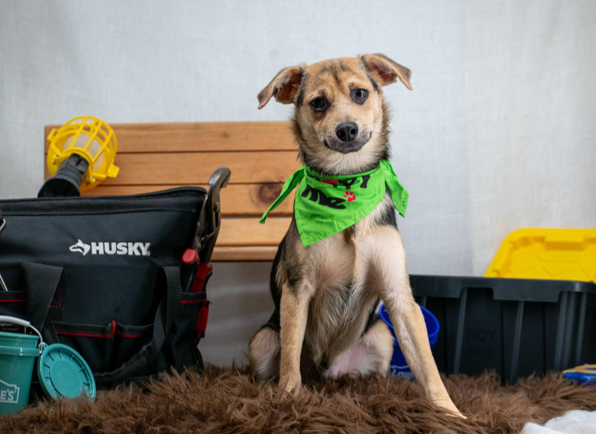 Enlarge Hammer, an adopted mixed breed in Sevierville, TN image 3/4