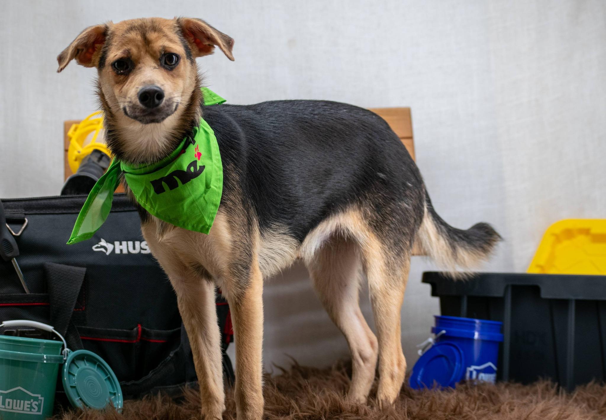 Enlarge Hammer, an adopted mixed breed in Sevierville, TN image 4/4