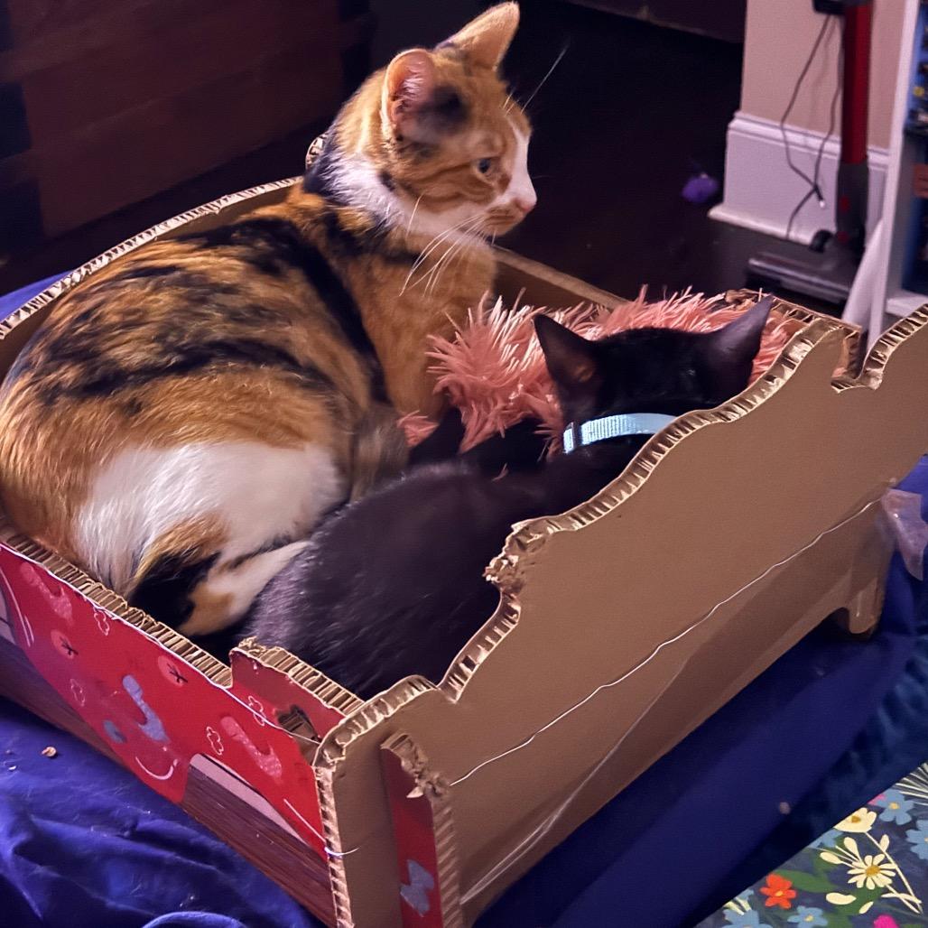 Enlarge Sissy, a Adoptable Domestic Short Hair in Huntsville, AL image 1/6