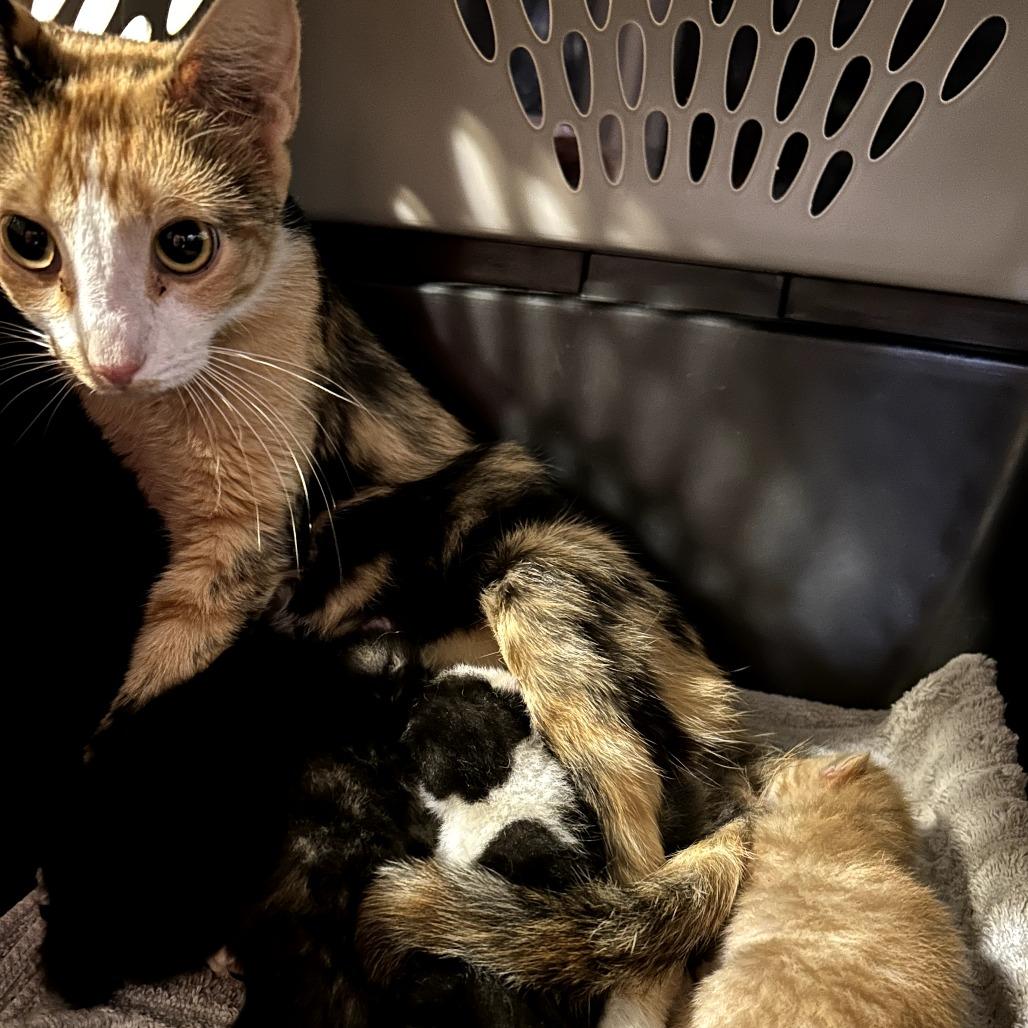 Enlarge Sissy, a Adoptable Domestic Short Hair in Huntsville, AL image 2/6