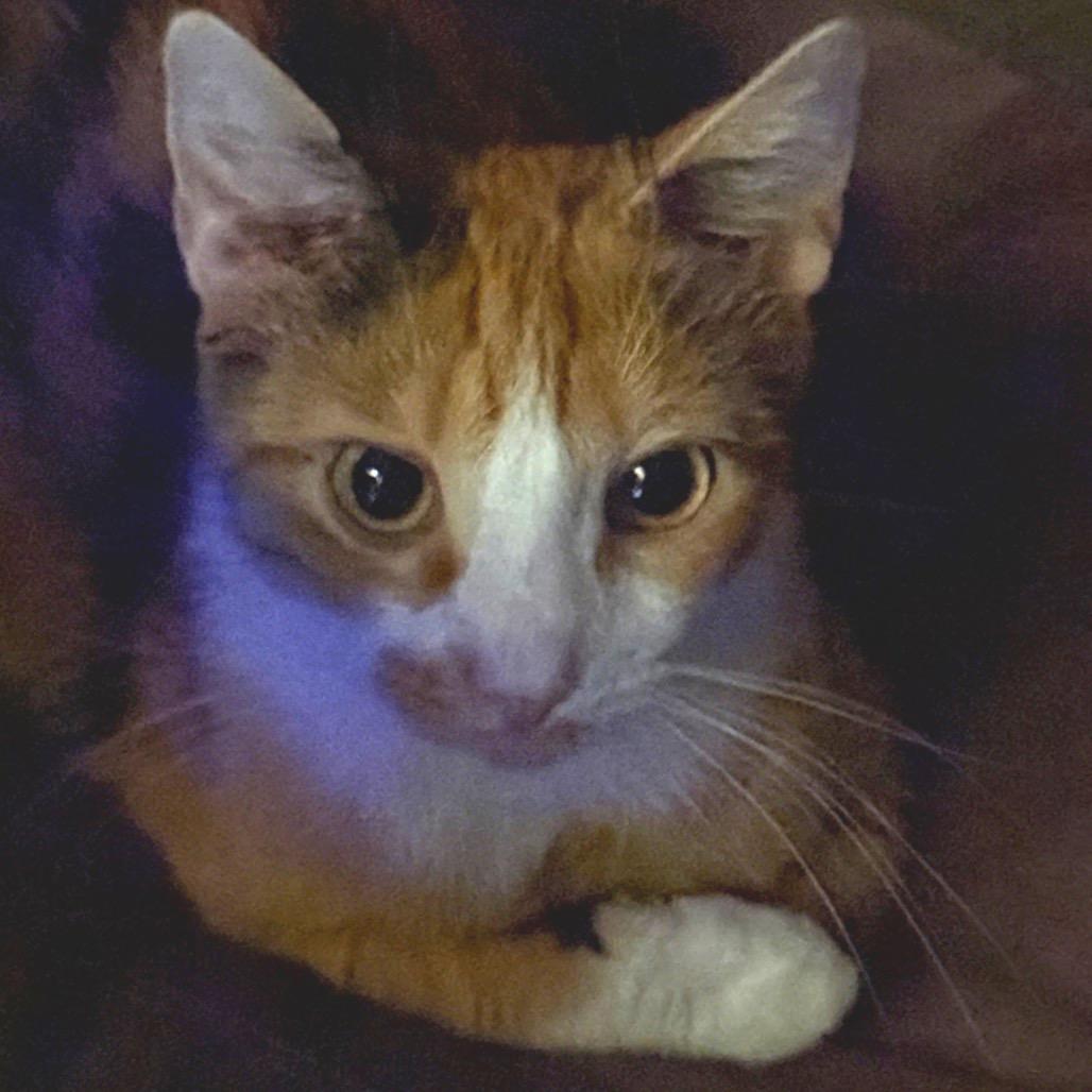 Enlarge Sissy, a Adoptable Domestic Short Hair in Huntsville, AL image 3/6