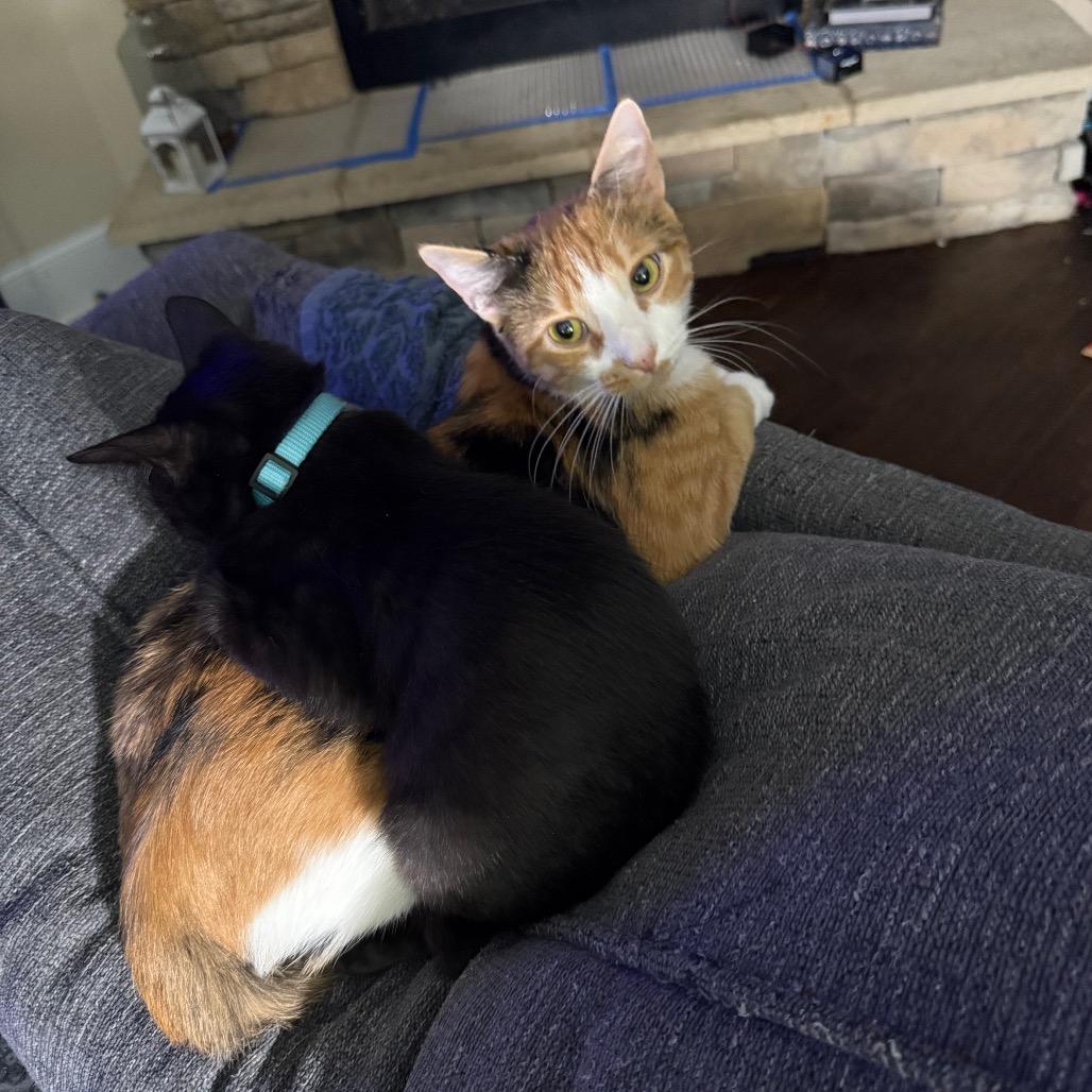 Enlarge Sissy, a Adoptable Domestic Short Hair in Huntsville, AL image 4/6