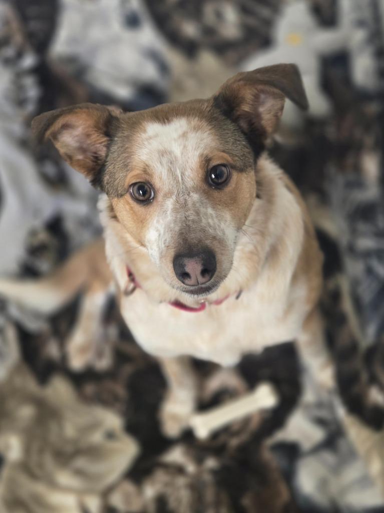 Bambi, Adoptable, Puppy Female Australian Cattle Dog / Blue Heeler.