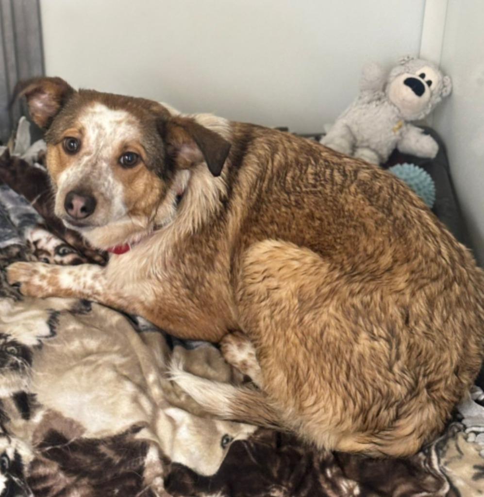 Enlarge Bambi, a Adoptable Australian Cattle Dog / Blue Heeler in Viroqua, WI image 1/1