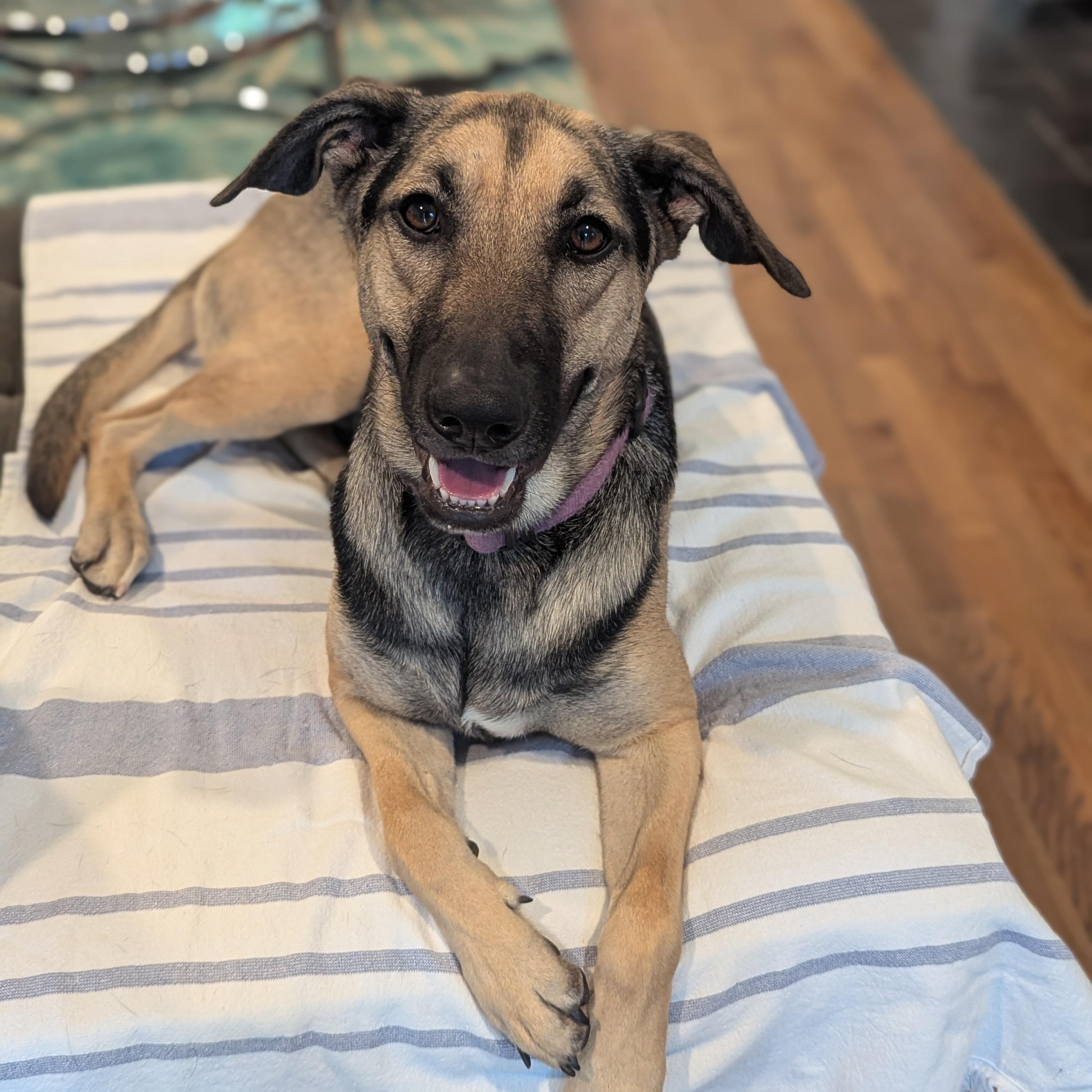 Sofi, Adoptable, Adult Female German Shepherd Dog & Mixed Breed.