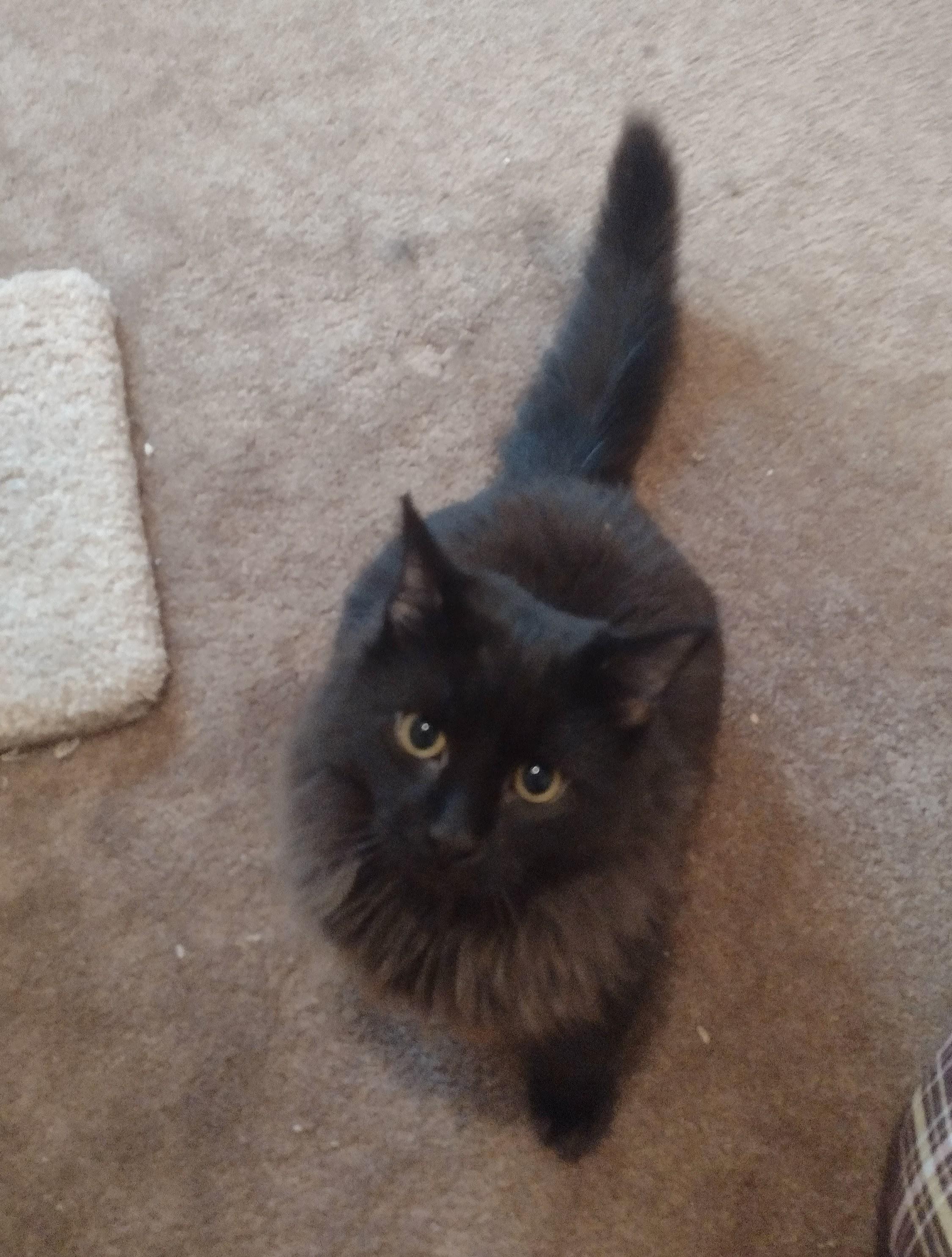 Oakley, ADOPTABLE, Young Male Domestic Long Hair & Maine Coon.