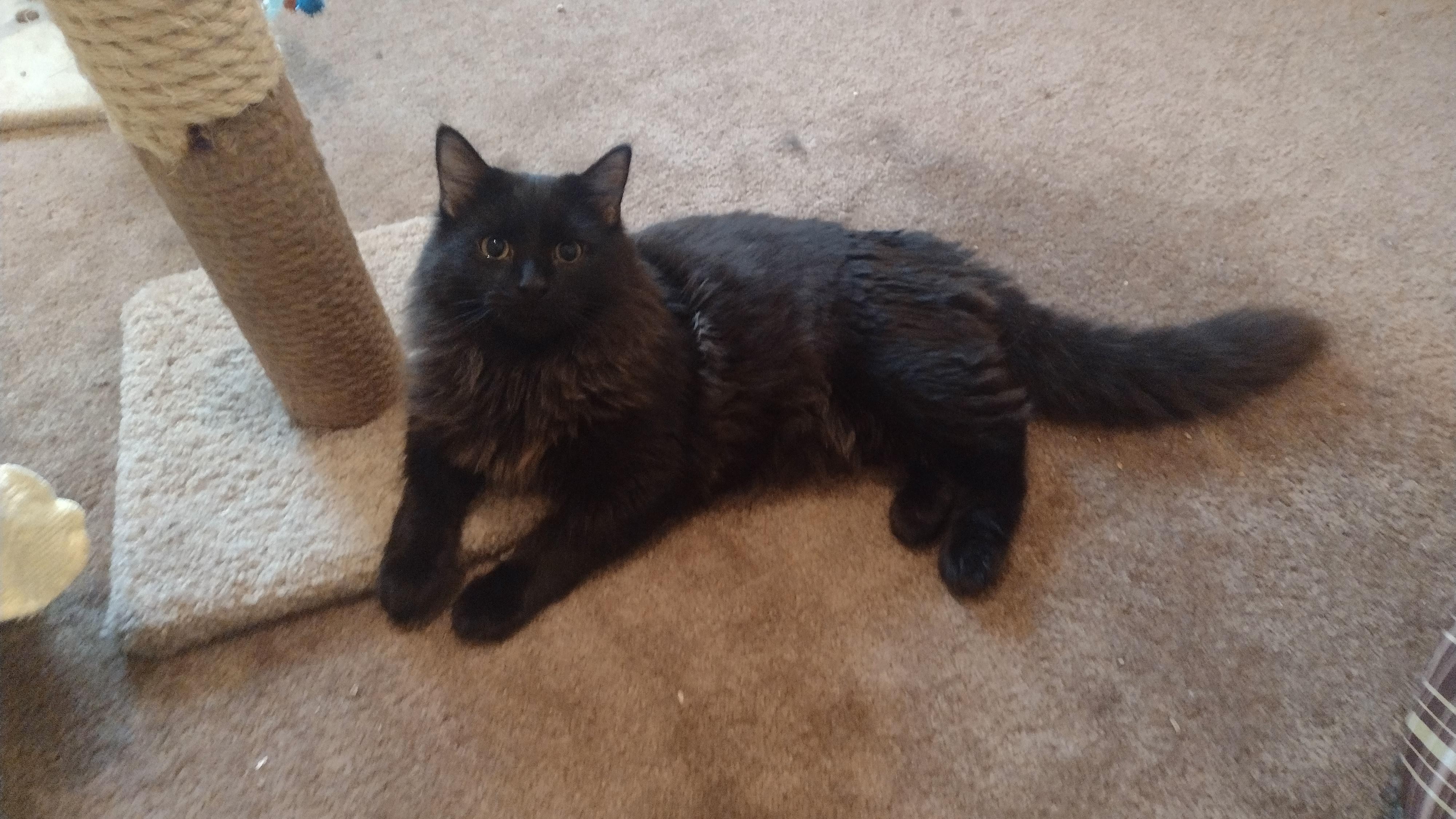 Oakley, a ADOPTABLE mixed breed image 2/3