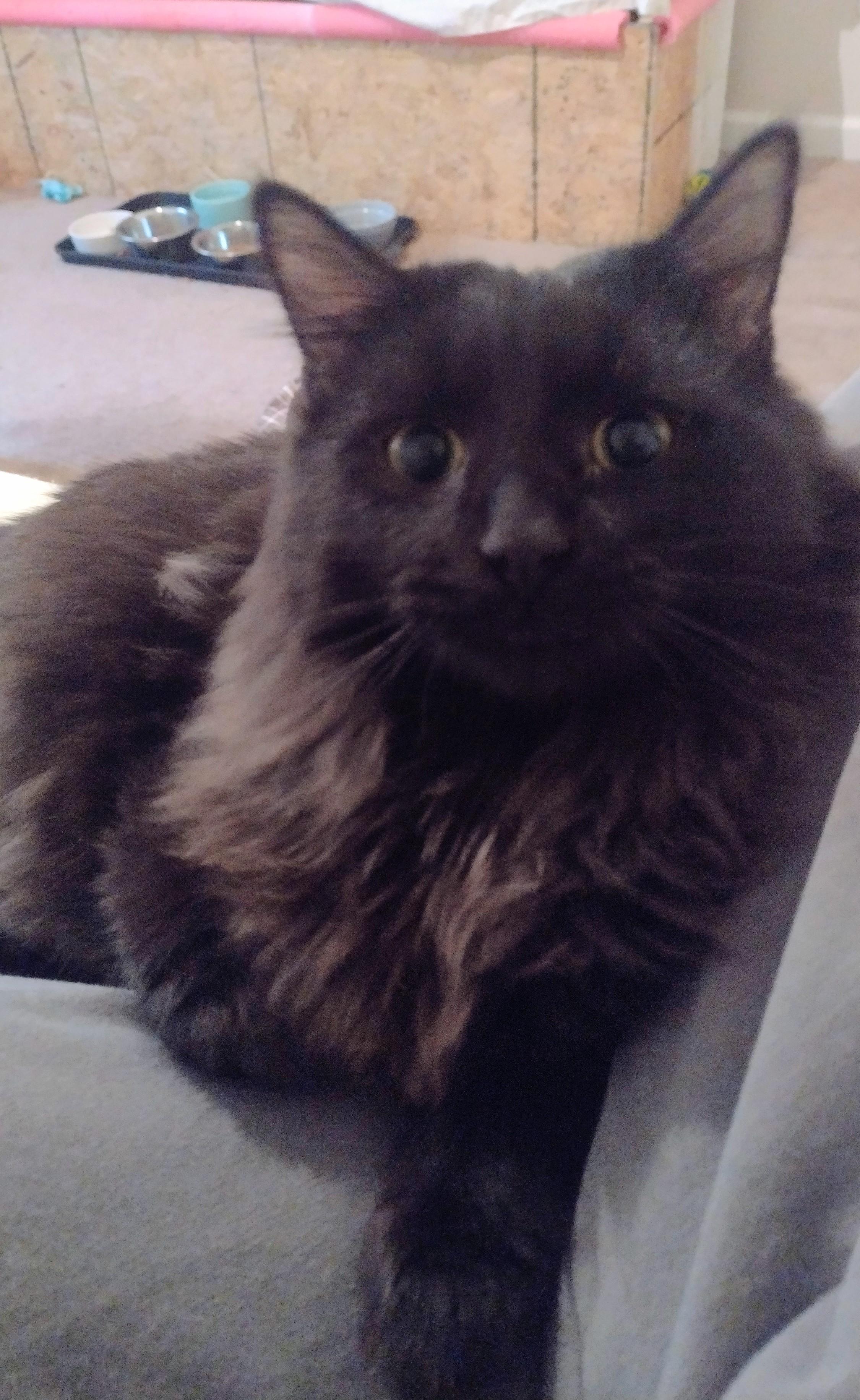 Oakley, a ADOPTABLE mixed breed image 3/3