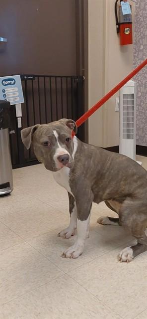 MAE-MAE, Adoptable, Young Female Pit Bull Terrier.