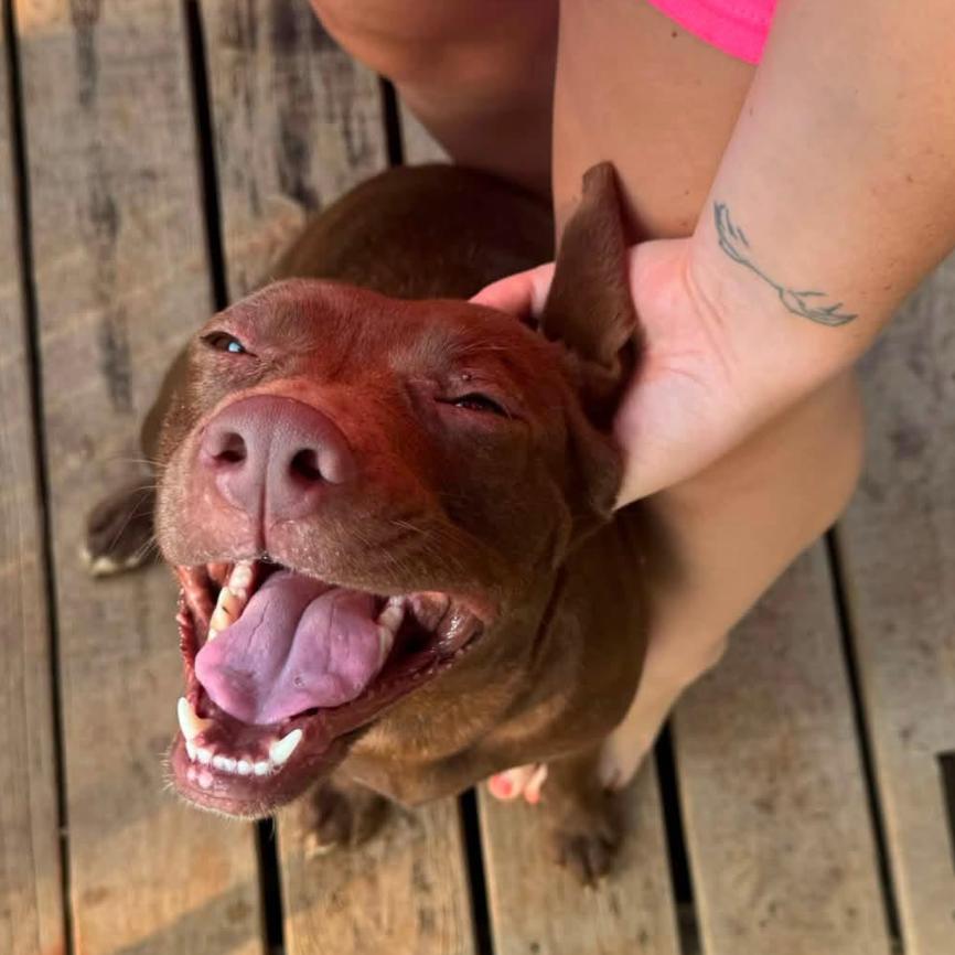 Lilo 7806, Adoptable, Adult Female Mixed Breed.
