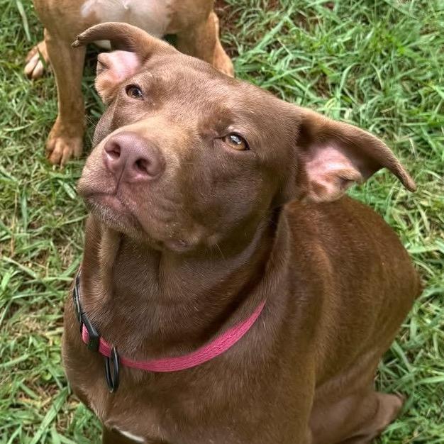 Lilo 7806, a Adoptable Mixed Breed in Hamilton, GA image 2/6