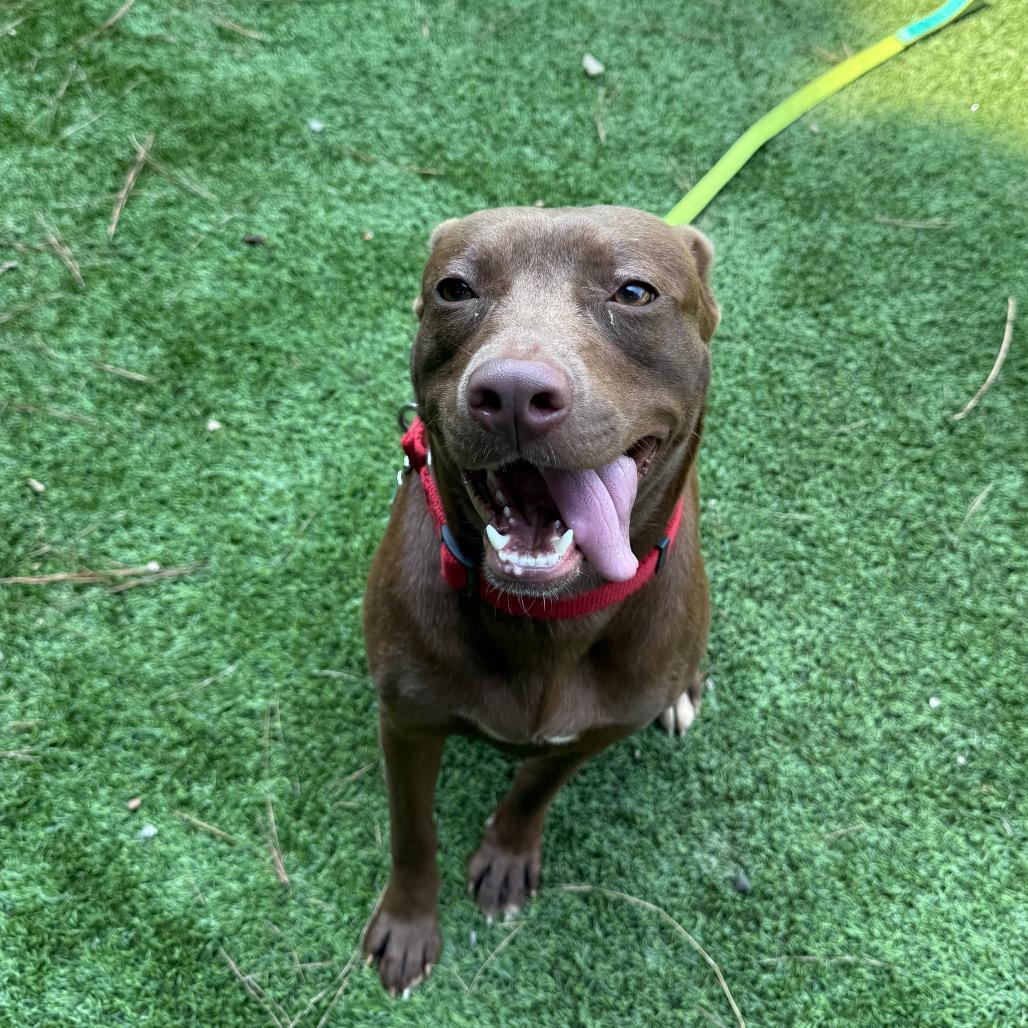 Lilo 7806, a Adoptable Mixed Breed in Hamilton, GA image 3/6