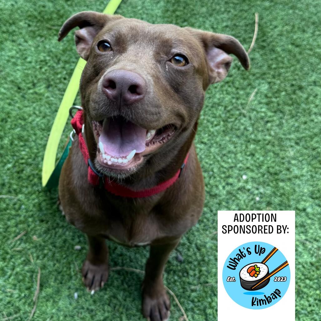 Lilo 7806, a Adoptable Mixed Breed in Hamilton, GA image 4/6