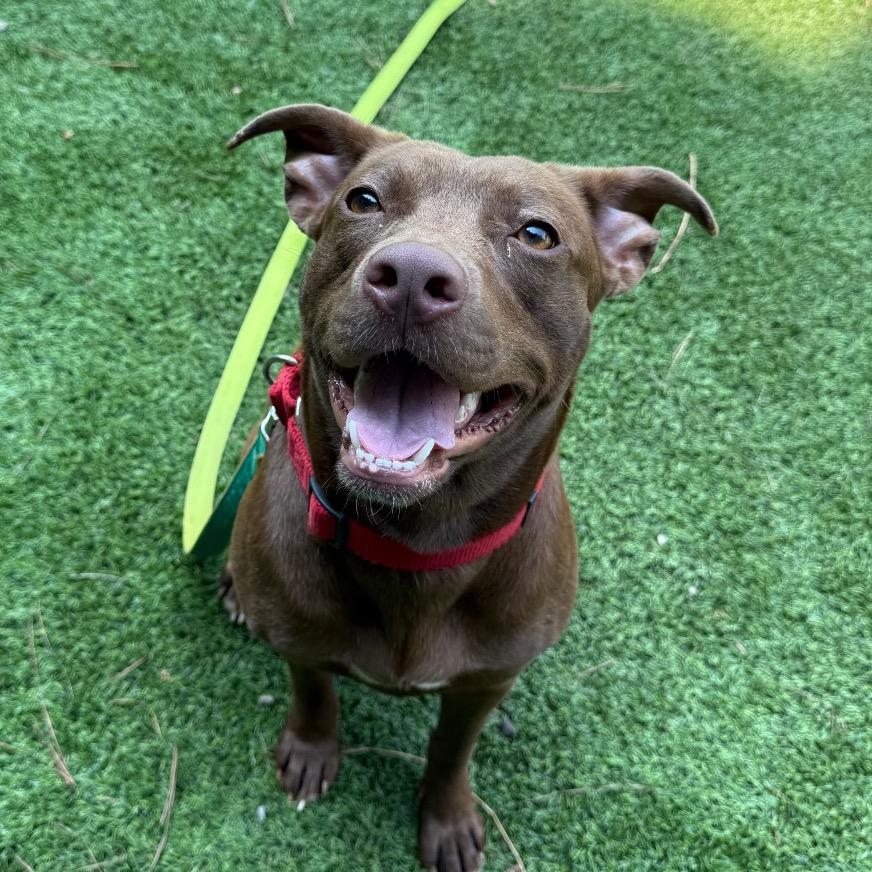 Lilo 7806, a Adoptable Mixed Breed in Hamilton, GA image 5/6