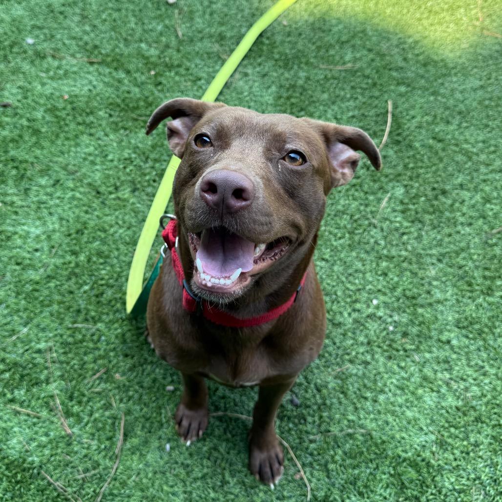 Lilo 7806, a Adoptable Mixed Breed in Hamilton, GA image 6/6