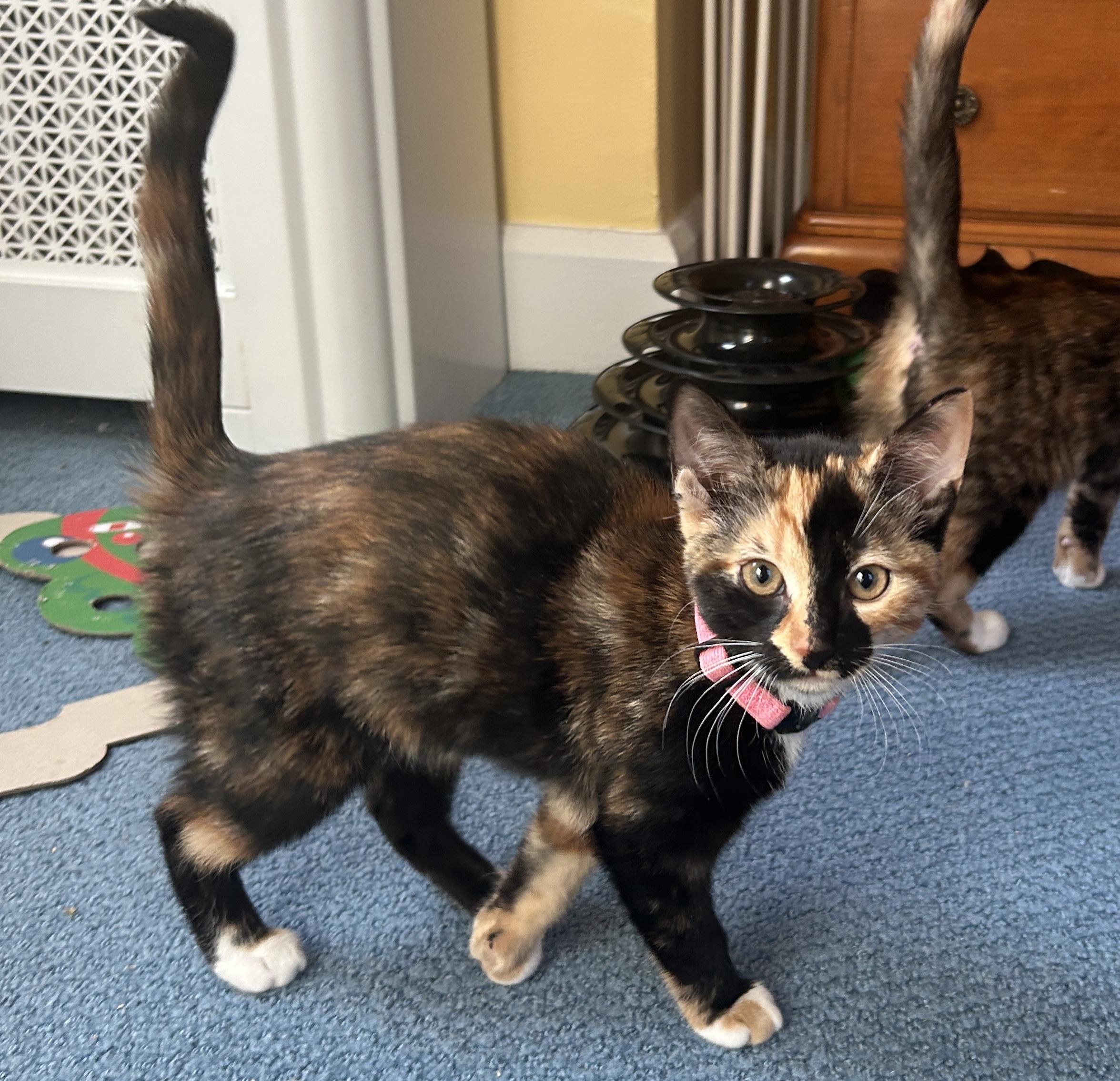 Darcy, Adopted, Young Female Domestic Short Hair.