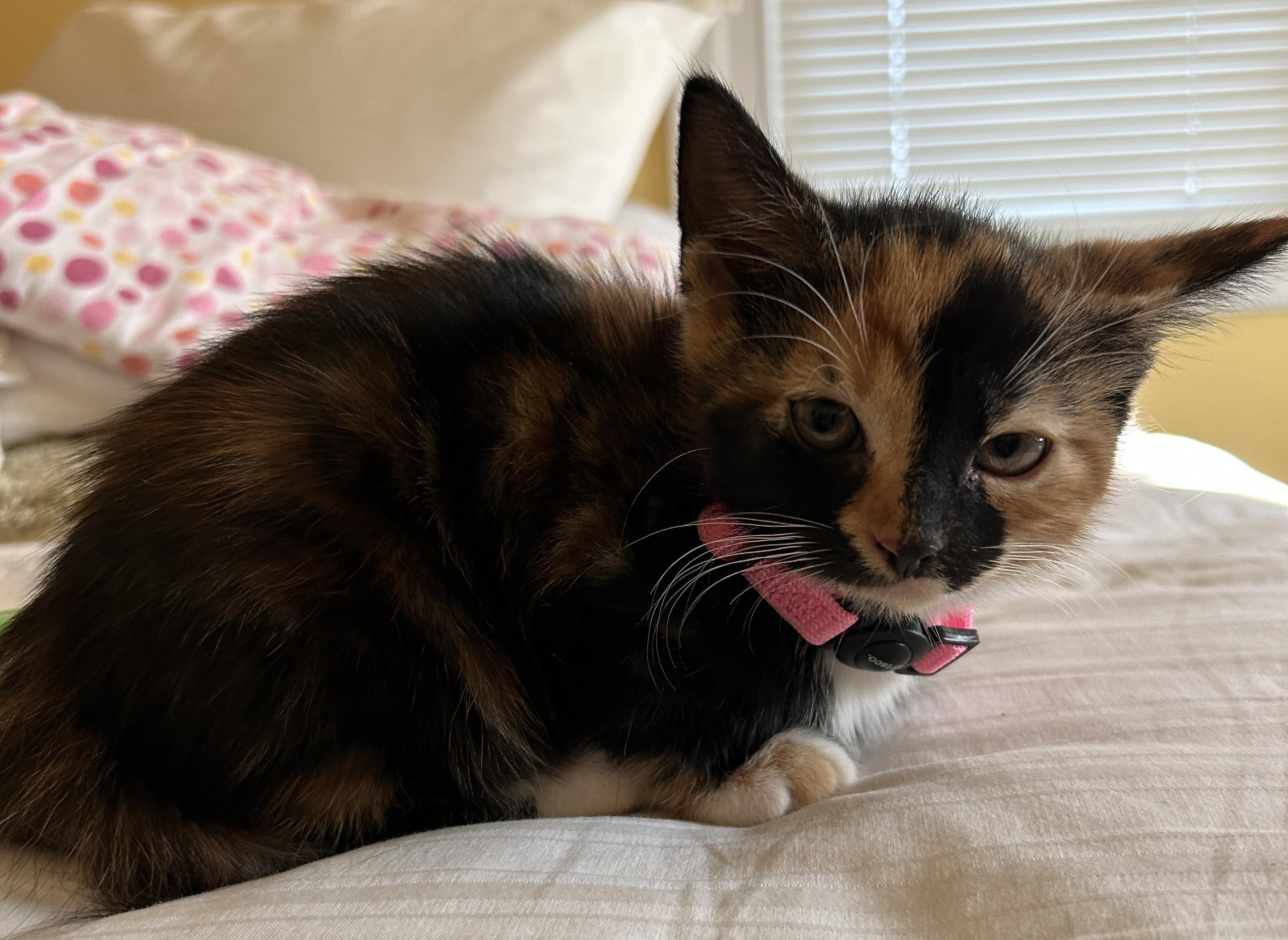 Darcy, a Adopted mixed breed in Havertown, PA image 4/5