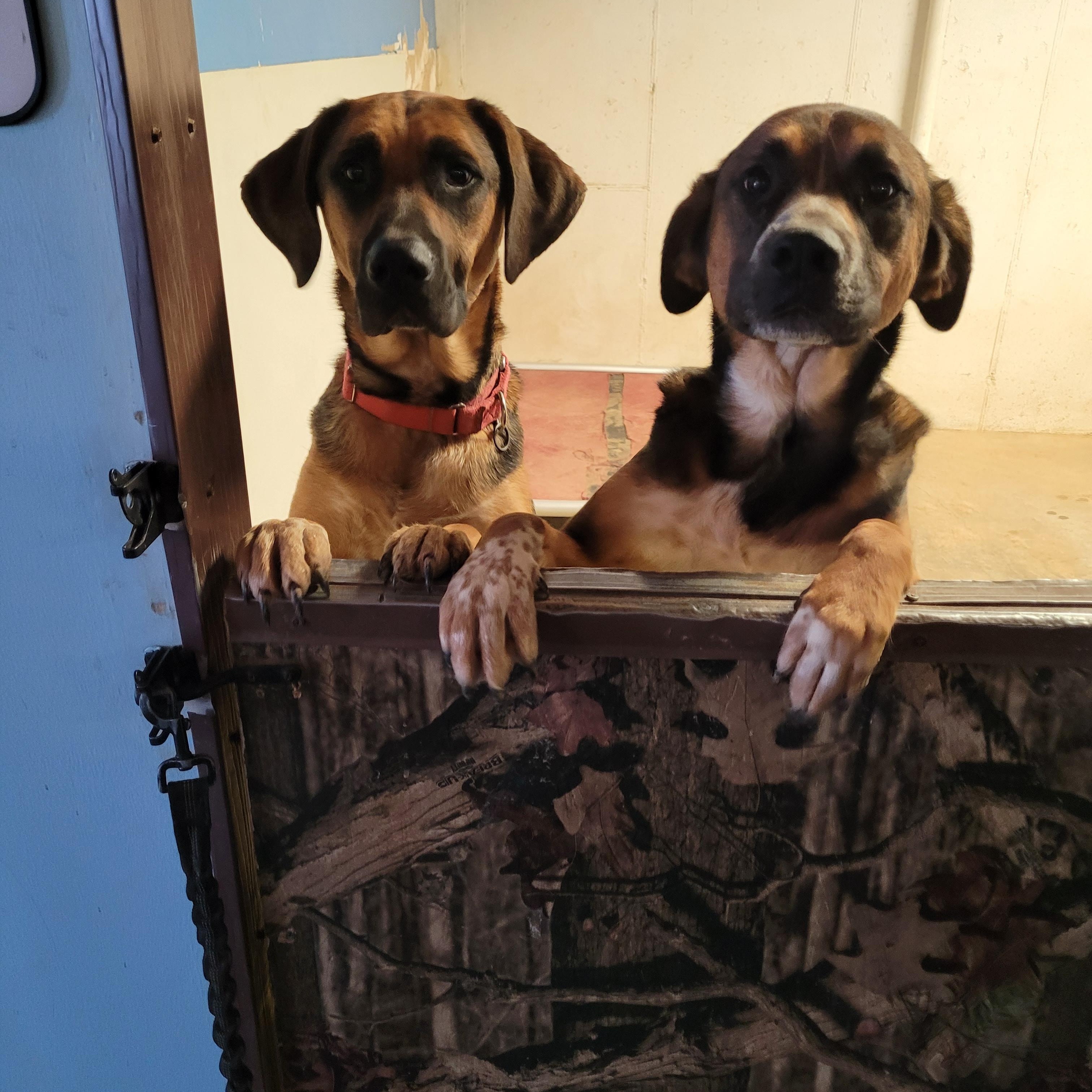 Enlarge Loki, a Adoptable mixed breed in St. Clair, MO image 1/2