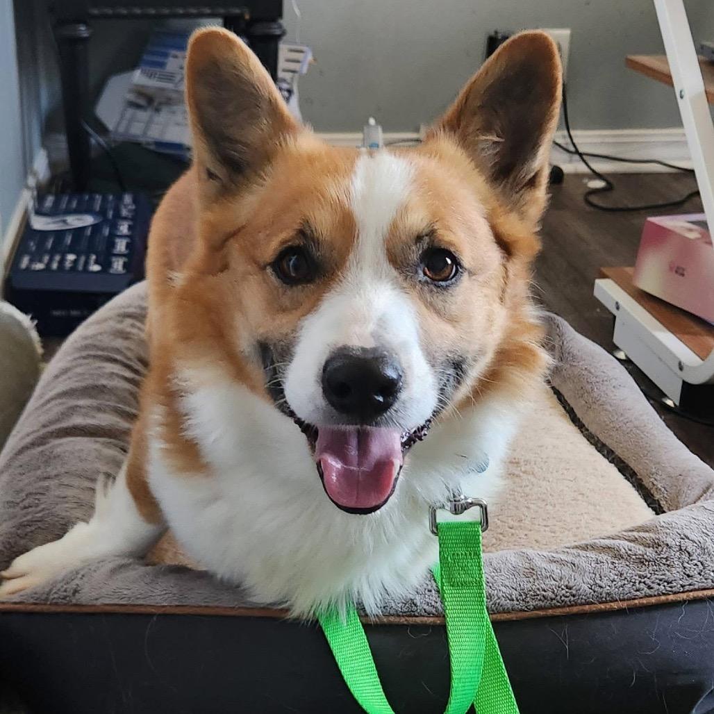 Henry, a Adoptable Corgi in St. Charles, IL image 1/6