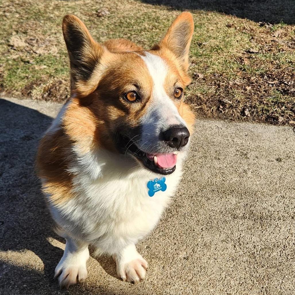 Henry, a Adoptable Corgi in St. Charles, IL image 2/6