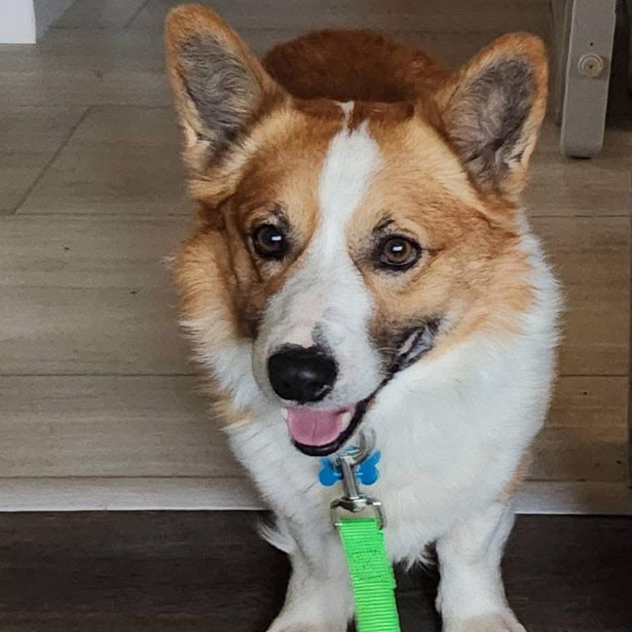 Henry, a Adoptable Corgi in St. Charles, IL image 3/6
