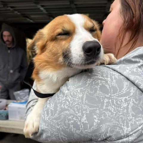 Henry, a Adoptable Corgi in St. Charles, IL image 4/6