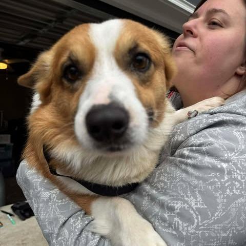 Henry, a Adoptable Corgi in St. Charles, IL image 5/6