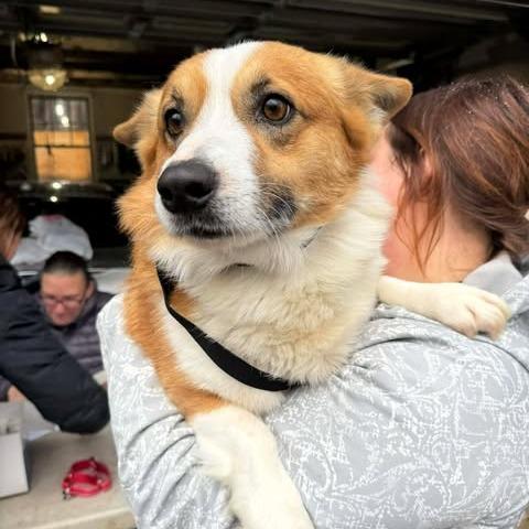 Henry, a Adoptable Corgi in St. Charles, IL image 6/6