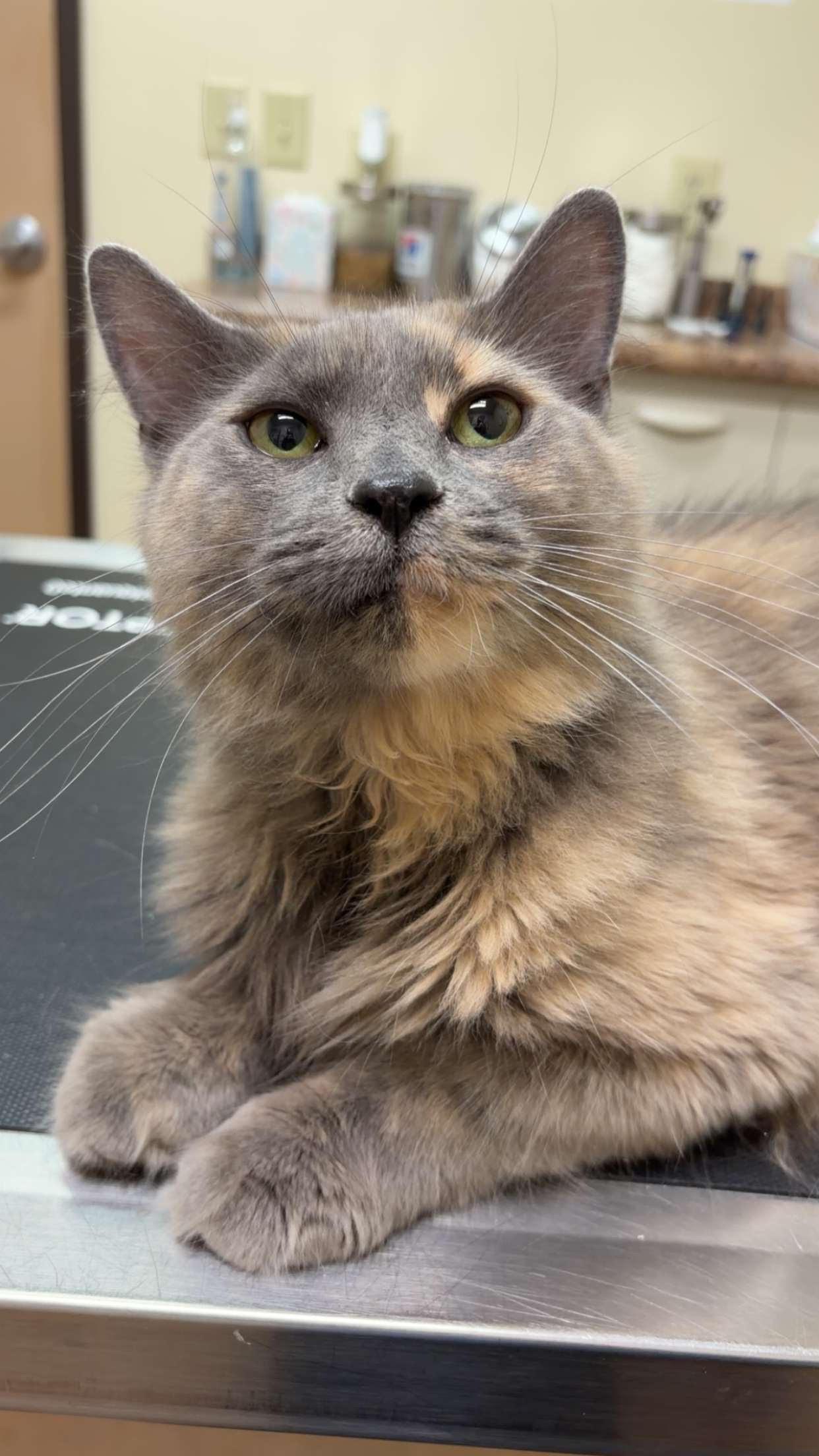 Mama Hen, Adopted, Adult Female Domestic Medium Hair.
