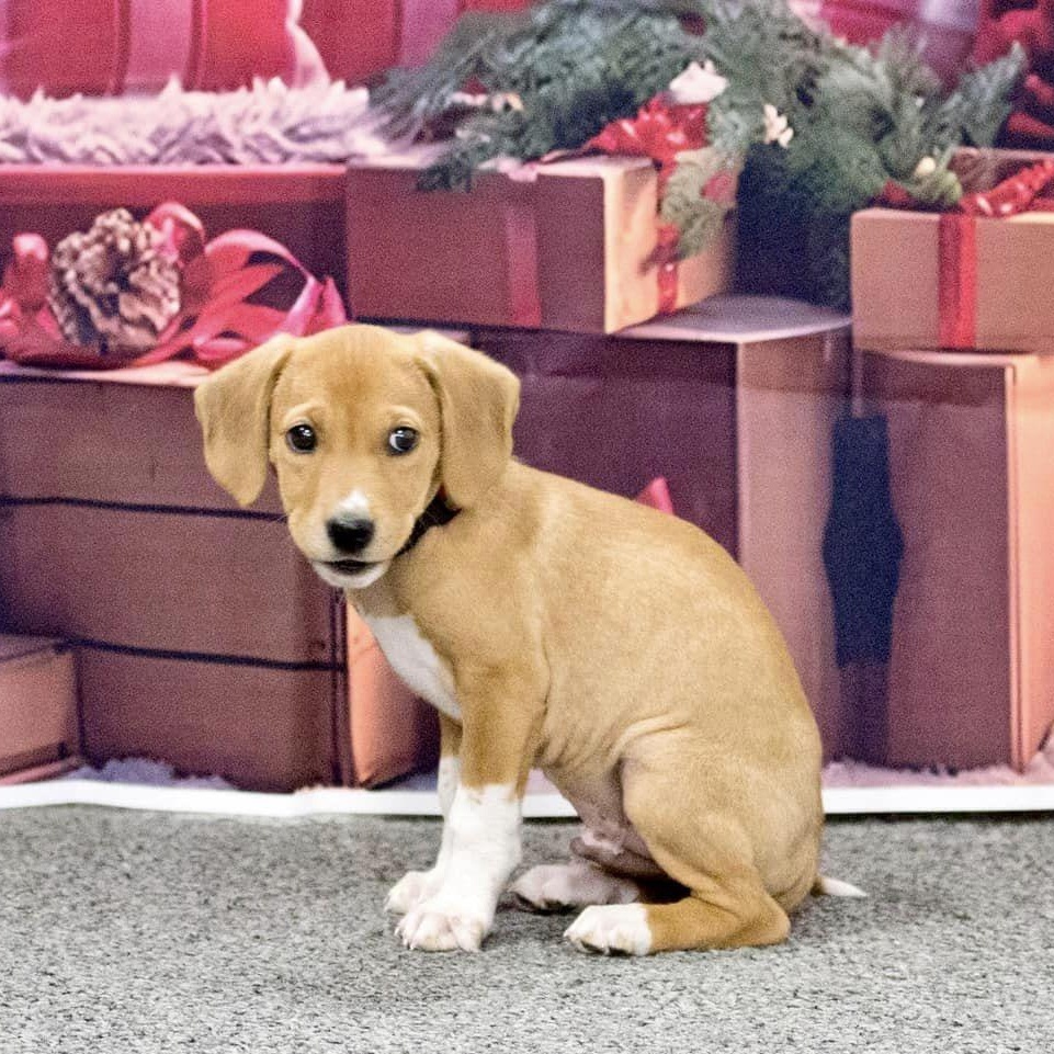 Enlarge Ethan, a Adopted Mixed Breed in Schenectady, NY image 4/5