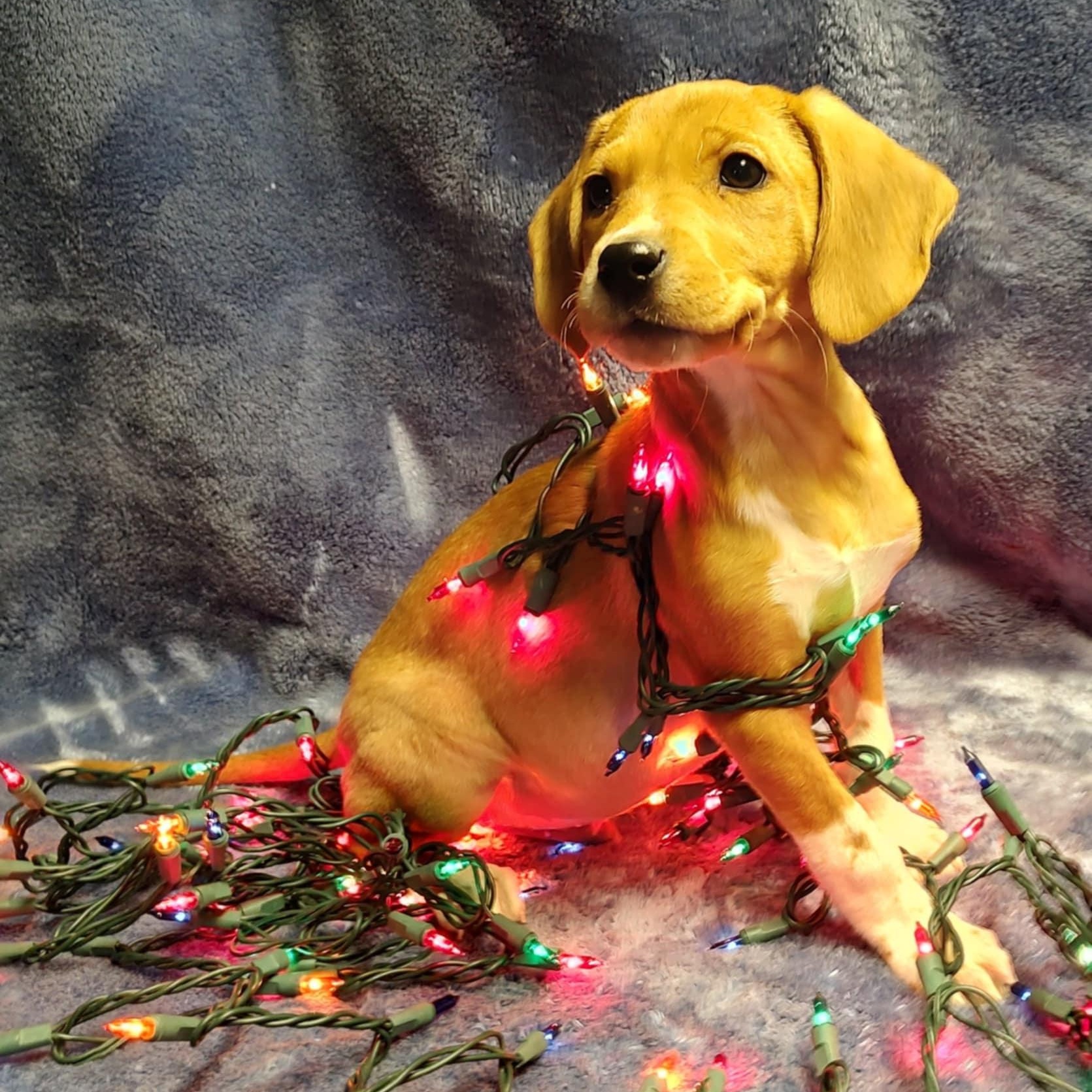 Enlarge Ethan, a Adopted Mixed Breed in Schenectady, NY image 2/5