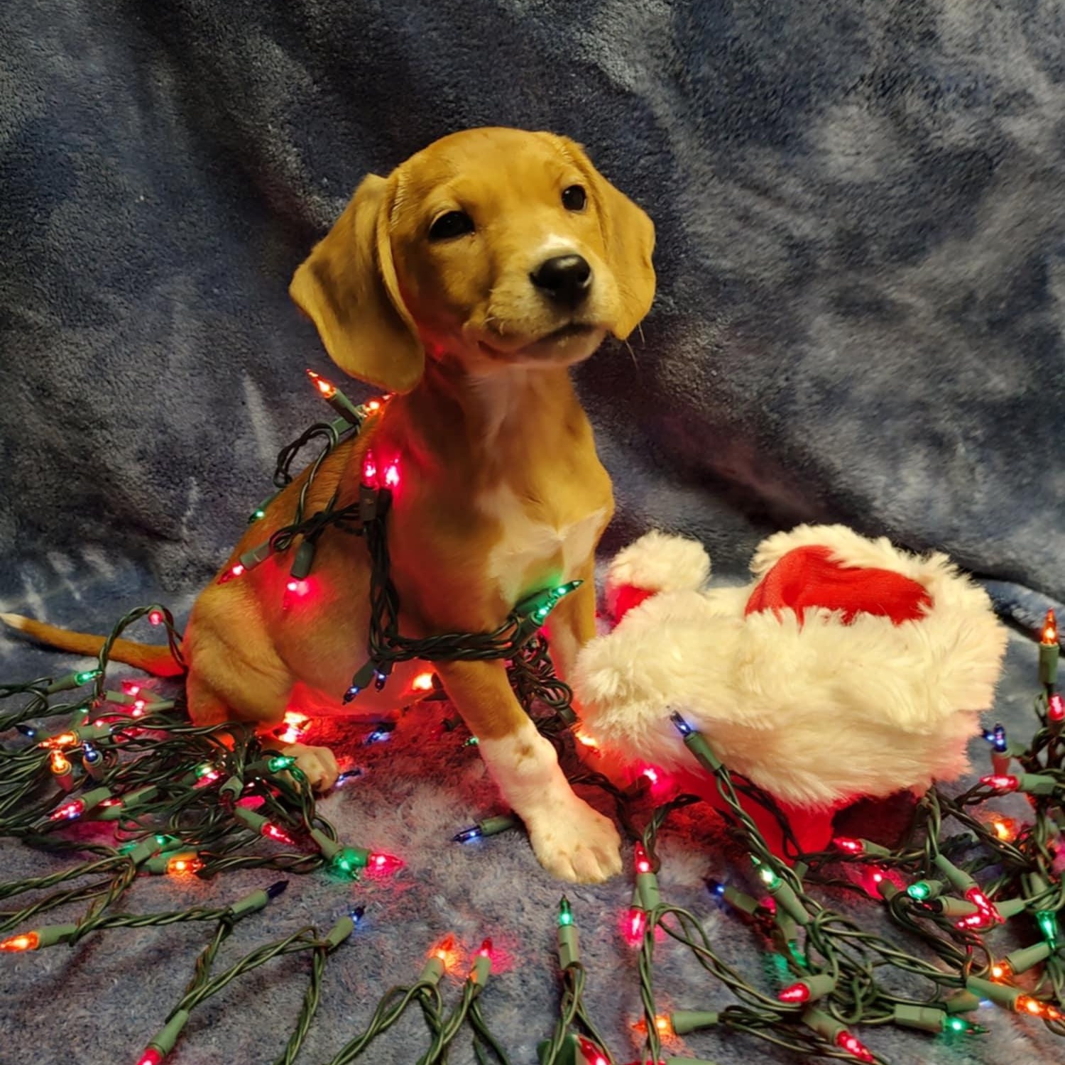 Enlarge Ethan, a Adopted Mixed Breed in Schenectady, NY image 1/5