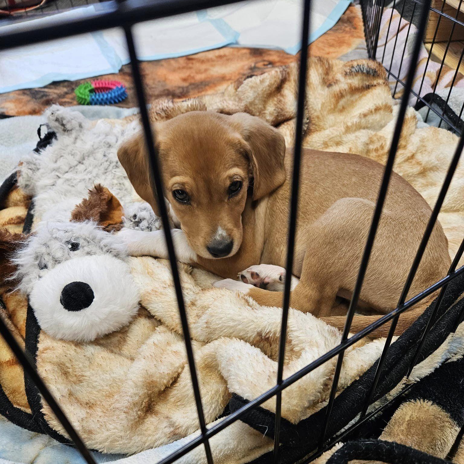 Enlarge Ethan, a Adopted Mixed Breed in Schenectady, NY image 5/5