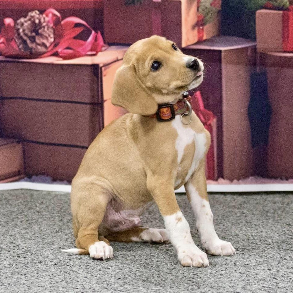 Enlarge Ethan, a Adopted Mixed Breed in Schenectady, NY image 3/5