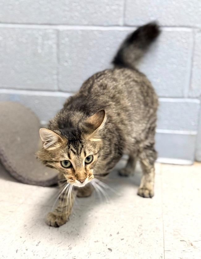 DISPATCH, an adopted Tabby in Pegram, TN image 2/2
