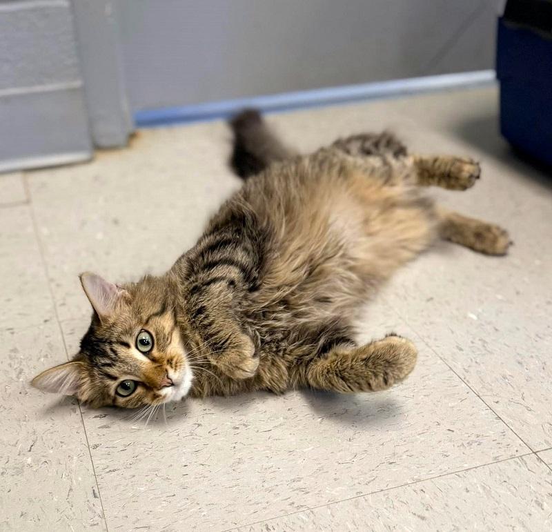 DISPATCH, an adopted Tabby in Pegram, TN image 1/2