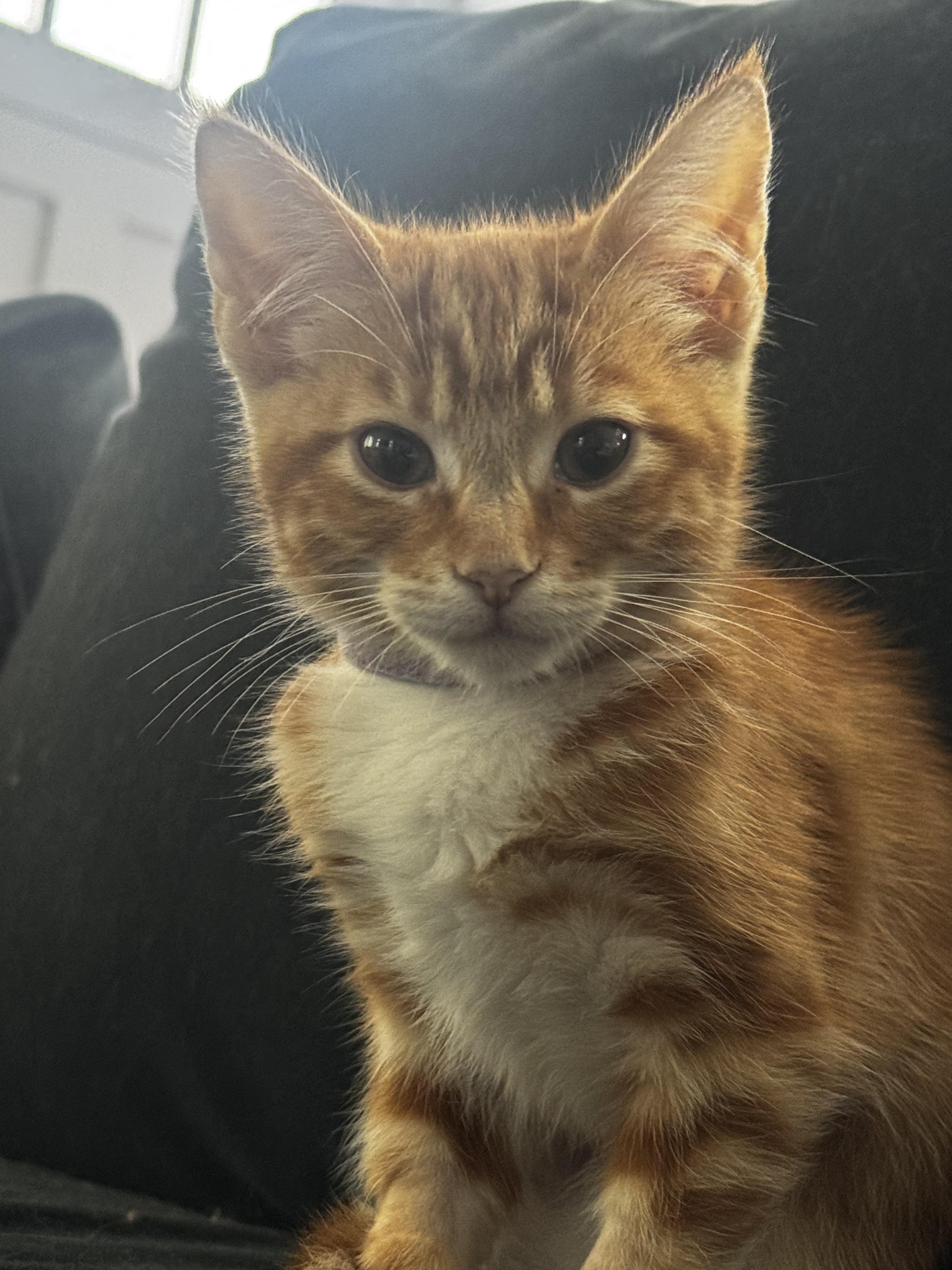 Hera- Soft Spoken Orange Girl, a Adoptable mixed breed in Fountain Valley, CA image 5/5